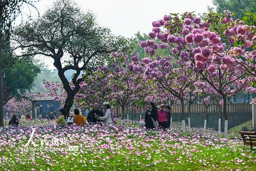 花开校园,春意盎然——校园春色掠影