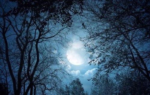 从不负月光,探寻诗意人生之旅